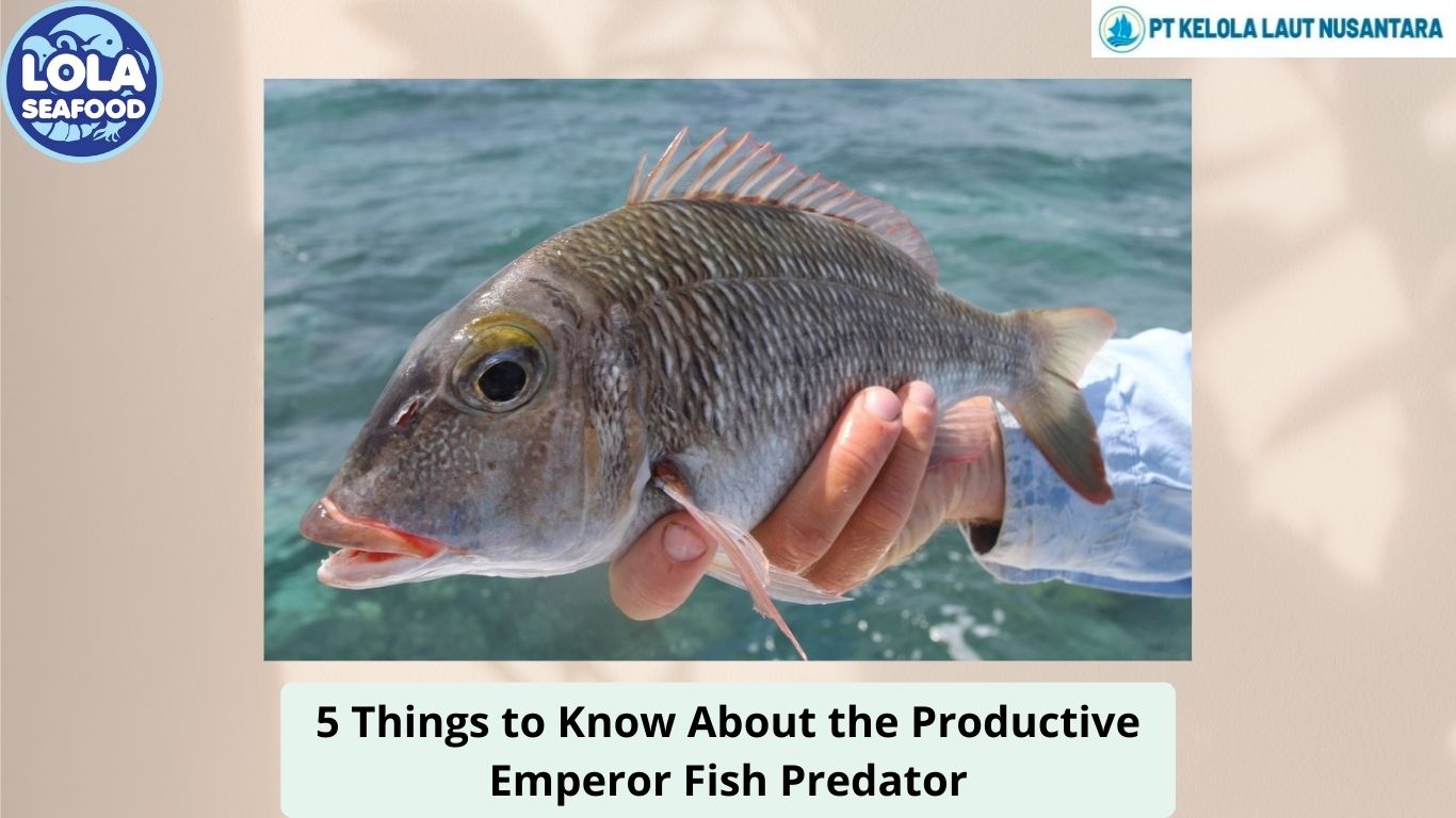 5 Things to Know About the Productive Emperor Fish Predator